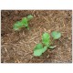 Plant de melon charentais